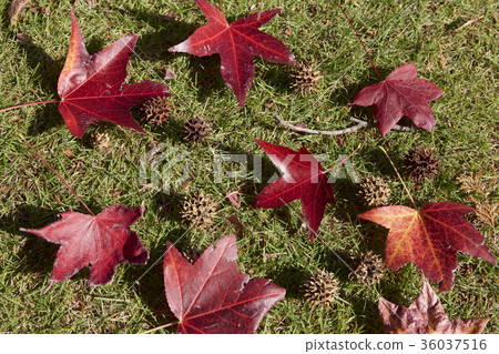 糖槭樹秋葉 36037516