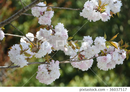 櫻花櫻桃樹2017年 36037517