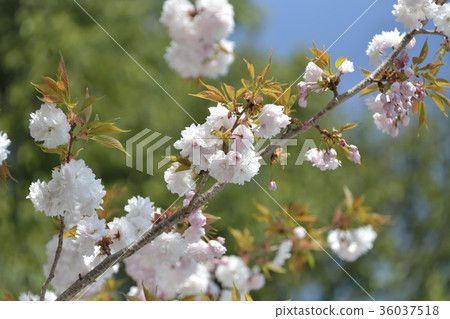 櫻花櫻桃樹2017年 36037518