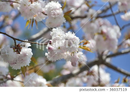 櫻花櫻桃樹2017年 36037519