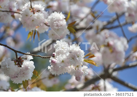 Sakura cherry tree 2017 36037521