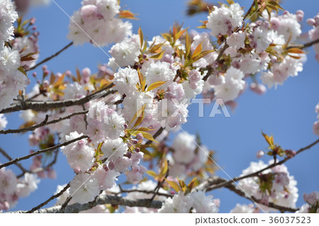 櫻花櫻桃樹2017年 36037523