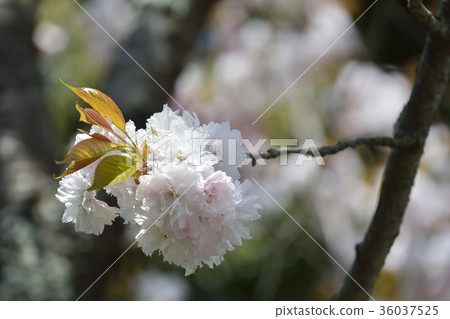 櫻花櫻桃樹2017年 36037525