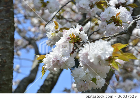 Sakura cherry tree 2017 36037529