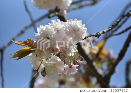 Sakura cherry tree 2017 36037532