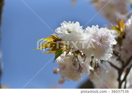 Sakura cherry tree 2017 36037536