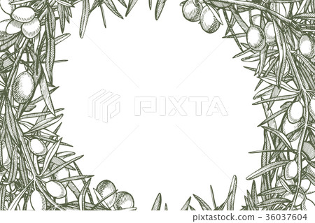 A branch of ripe olives is juicy poured with oil A branch of ripe olives is juicy poured with oil 36037604