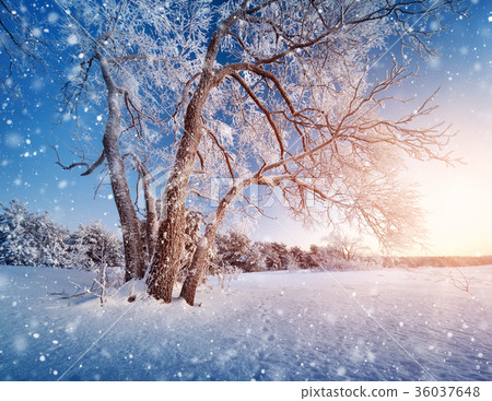 Tree in winter landscape 36037648