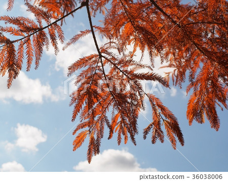 Autumn leaves of Rakuusho Nakusugi 36038006