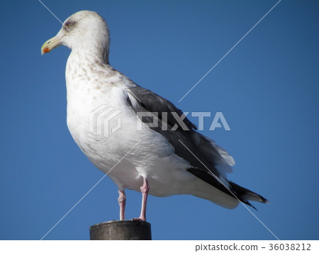 海鳥 海鳥 36038212
