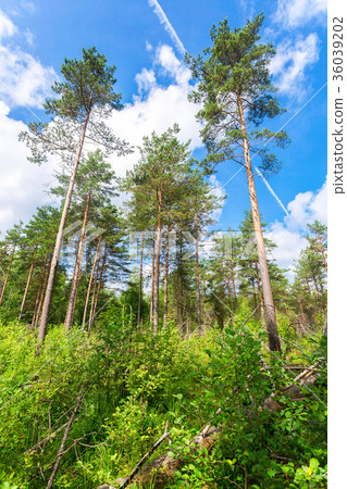 Forest with high pine trees in a beautiful Forest with high pine trees in a beautiful 36039202