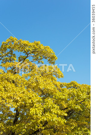 什麼是秋天 36039455