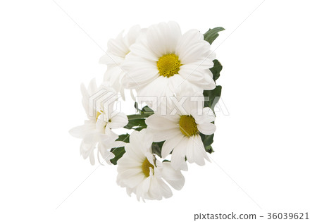 white chrysanthemum isolated white chrysanthemum isolated 36039621