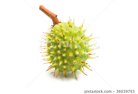 chestnut isolated chestnut isolated 36039783