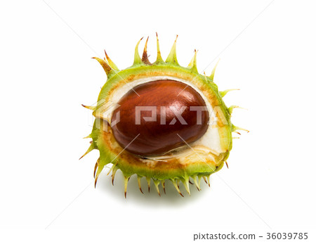 chestnut isolated chestnut isolated 36039785