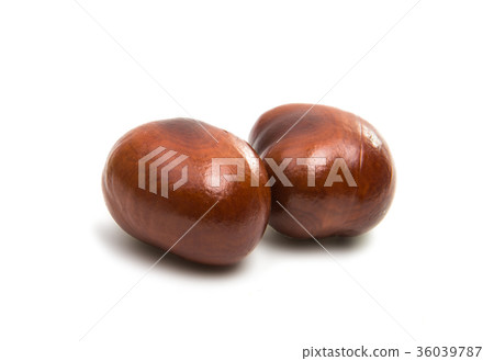 chestnut isolated 36039787
