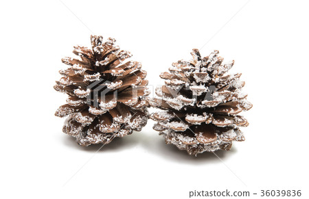 pine cones isolated pine cones isolated 36039836
