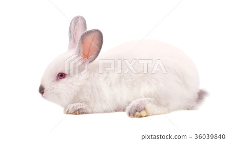Pretty white fluffy Bunny isolated on white Pretty white fluffy Bunny isolated on white 36039840