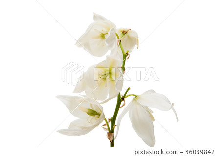 yucca flower yucca flower 36039842