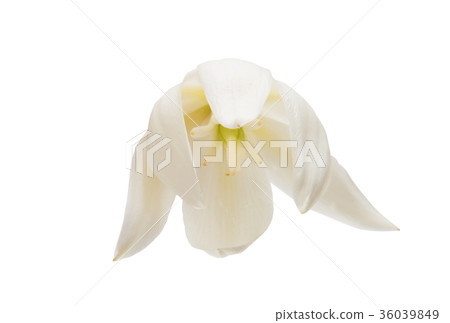 yucca flower 36039849