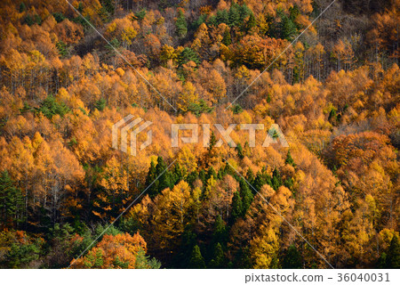 荔枝黃葉 荔枝黃葉 36040031