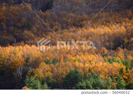 Lychee yellow leaves 36040032