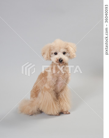 坐玩具貴賓犬 坐玩具貴賓犬 36040093