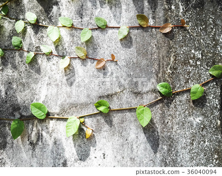 wall wall 36040094