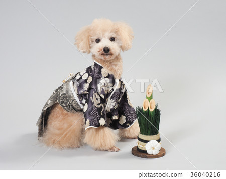Toy poodle in Karimatsu and a fine clothes 36040216