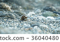 Hermit crab 36040480