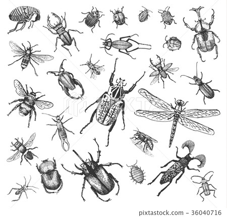 big set of insects bugs beetles and bees many 36040716