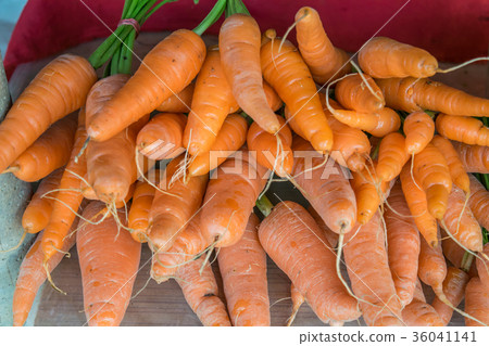 fresh carot 36041141