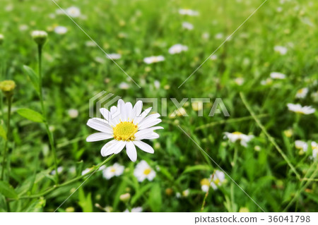 daisy flower with green grass background daisy flower with green grass background 36041798