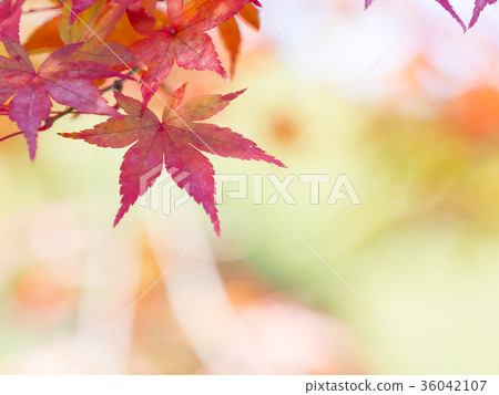 Autumn leaves start to color Autumn leaves start to color 36042107