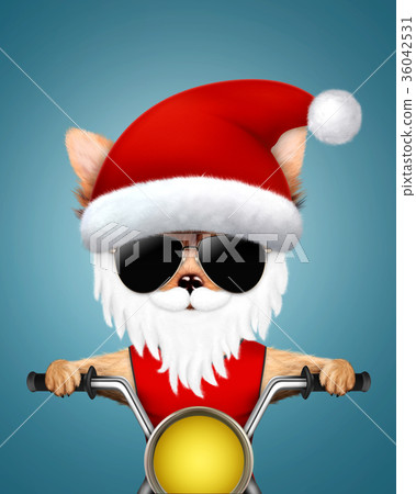 Cute Dogs Santa on a chopper. Christmas concept 36042531