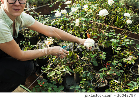 Cutting seedlings flowers 36042797