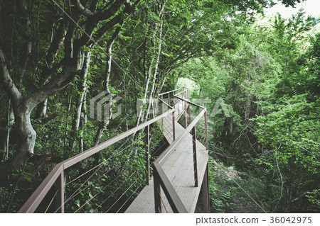 Panorama view of Iron Bridge in tropical forest Panorama view of Iron Bridge in tropical forest 36042975