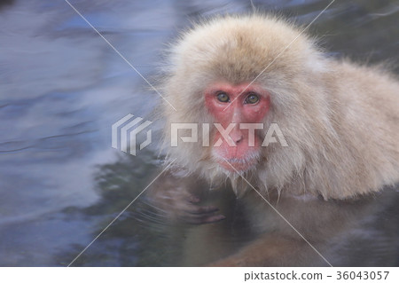 SnowMonkey Snow Monkey (Hell Tanino Monkey Park) SnowMonkey Snow Monkey (Hell Tanino Monkey Park) 36043057