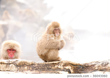 SnowMonkey Snow Monkey (Hell Tanino Monkey Park) SnowMonkey Snow Monkey (Hell Tanino Monkey Park) 36043060