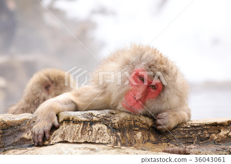 SnowMonkey Snow Monkey (Hell Tanino Monkey Park) SnowMonkey Snow Monkey (Hell Tanino Monkey Park) 36043061