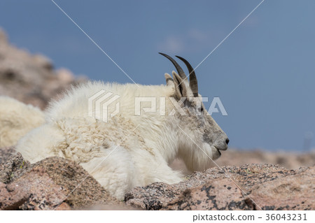 Mountain Goat 36043231