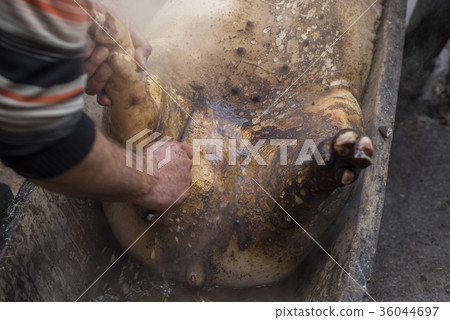 Butcher remove hair of slaughtered pig by knife Butcher remove hair of slaughtered pig by knife 36044697