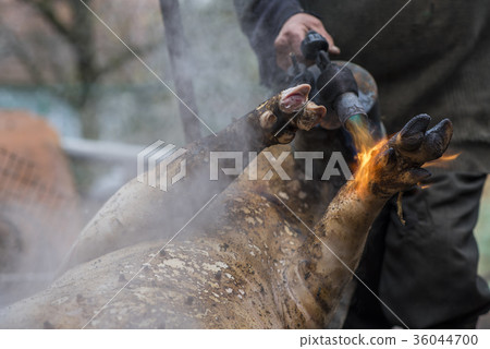 Butcher handles the slaughtered pig with blowtorch 36044700