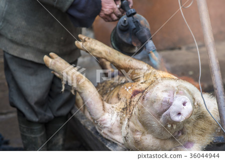 Butcher handles the slaughtered pig with blowtorch Butcher handles the slaughtered pig with blowtorch 36044944