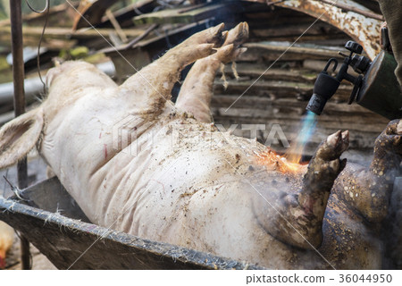 Butcher handles the slaughtered pig with blowtorch Butcher handles the slaughtered pig with blowtorch 36044950