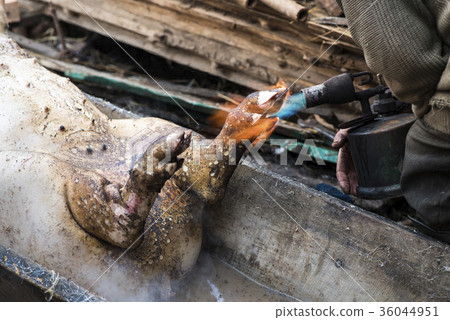 Butcher handles the slaughtered pig with blowtorch 36044951