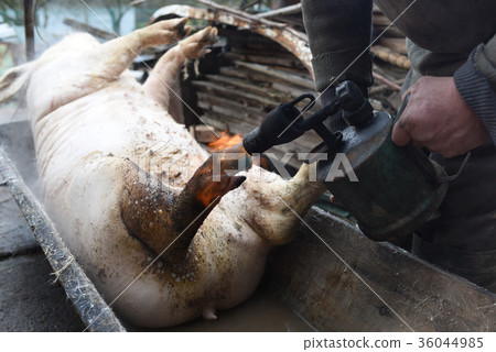 Butcher handles the slaughtered pig with blowtorch 36044985