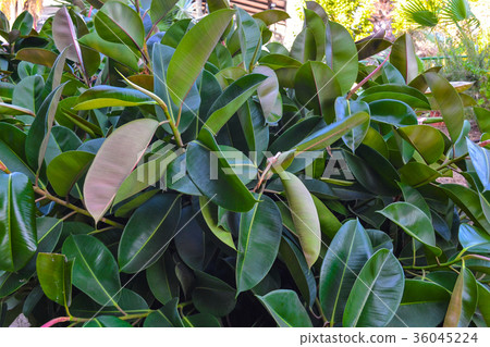 Thickets of ficus on the street. Cyprus.   36045224