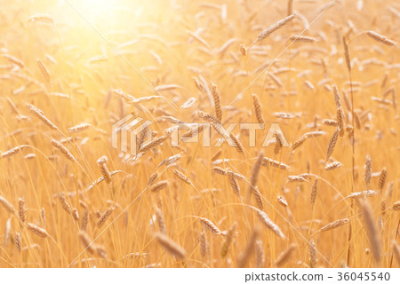 Ears of golden wheat closeup. Wheat field Ears of golden wheat closeup. Wheat field 36045540