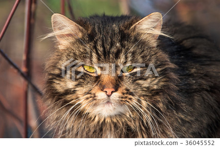 big adult furry striped Siberian cat closeup big adult furry striped Siberian cat closeup 36045552
